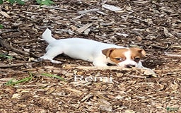 Jack Russell Terrier dogs for sale: Jack Russell Terrier 2 puppies - Image 2