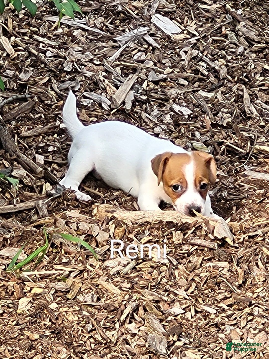 Jack Russell Terrier dogs for sale: Jack Russell Terrier 2 puppies - Image 2