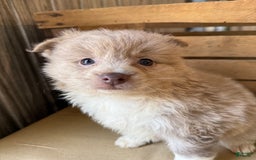 Pomeranian dogs for sale: Alex - Image 13