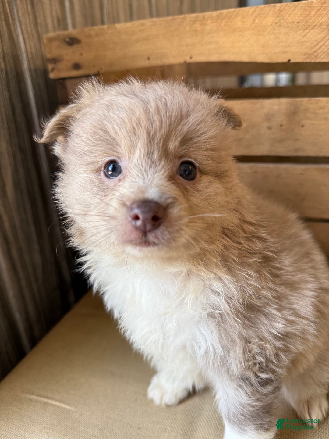Pomeranian dogs for sale: Alex - Image 13