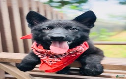 German Shepherd dogs for sale: Ellie - Image 2