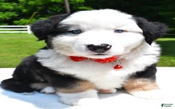 Miniature Australian Shepherd dogs for sale: Josh - Image 1