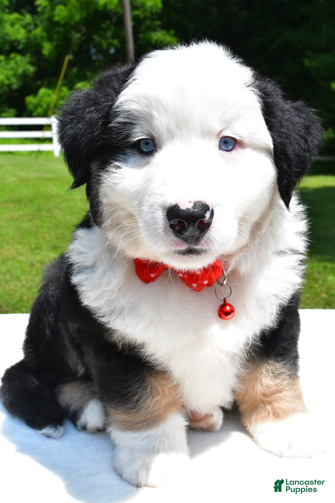 Miniature Australian Shepherd dogs for sale: Josh - Image 1