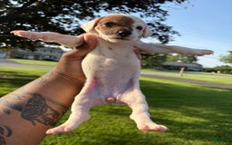 Jack Russell Terrier dogs for sale: Sandy - Image 3