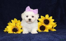Bichon Frise dogs for sale: Unicorn - Image 8