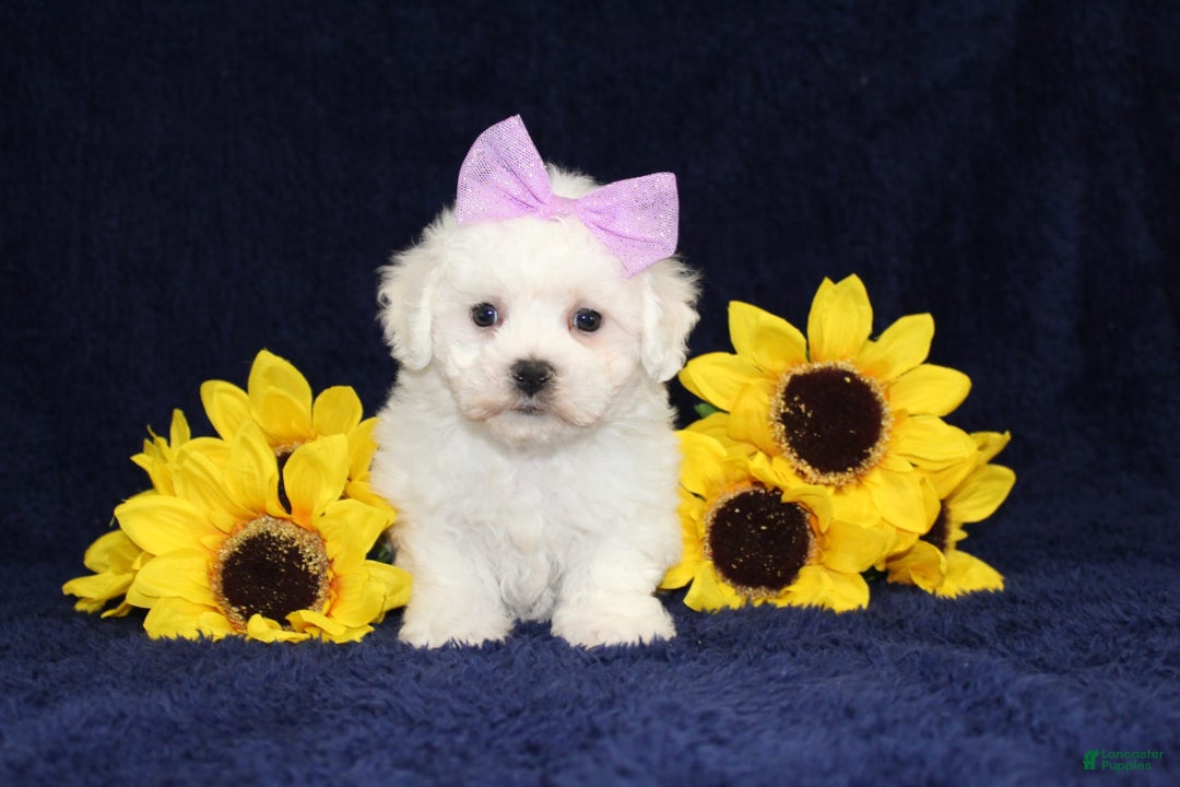 Bichon Frise dogs for sale: Unicorn - Image 8
