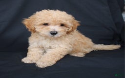 Bichpoo dogs for sale: Boyde - Image 5