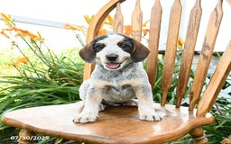 Beagle dogs for sale: Lane - Image 3