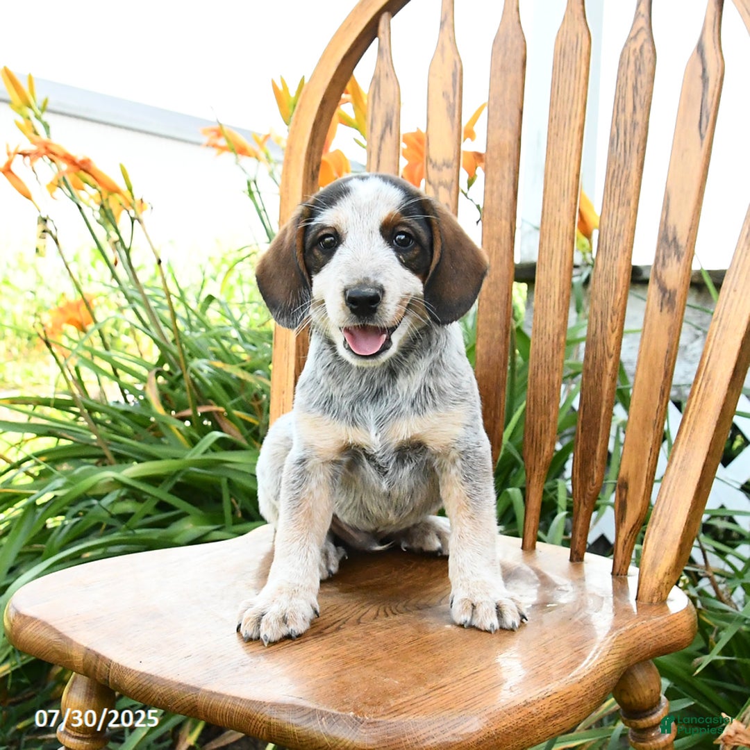 Beagle dogs for sale: Lane - Image 3
