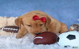 Labrador Retriever dogs for sale: Gus - Image 9