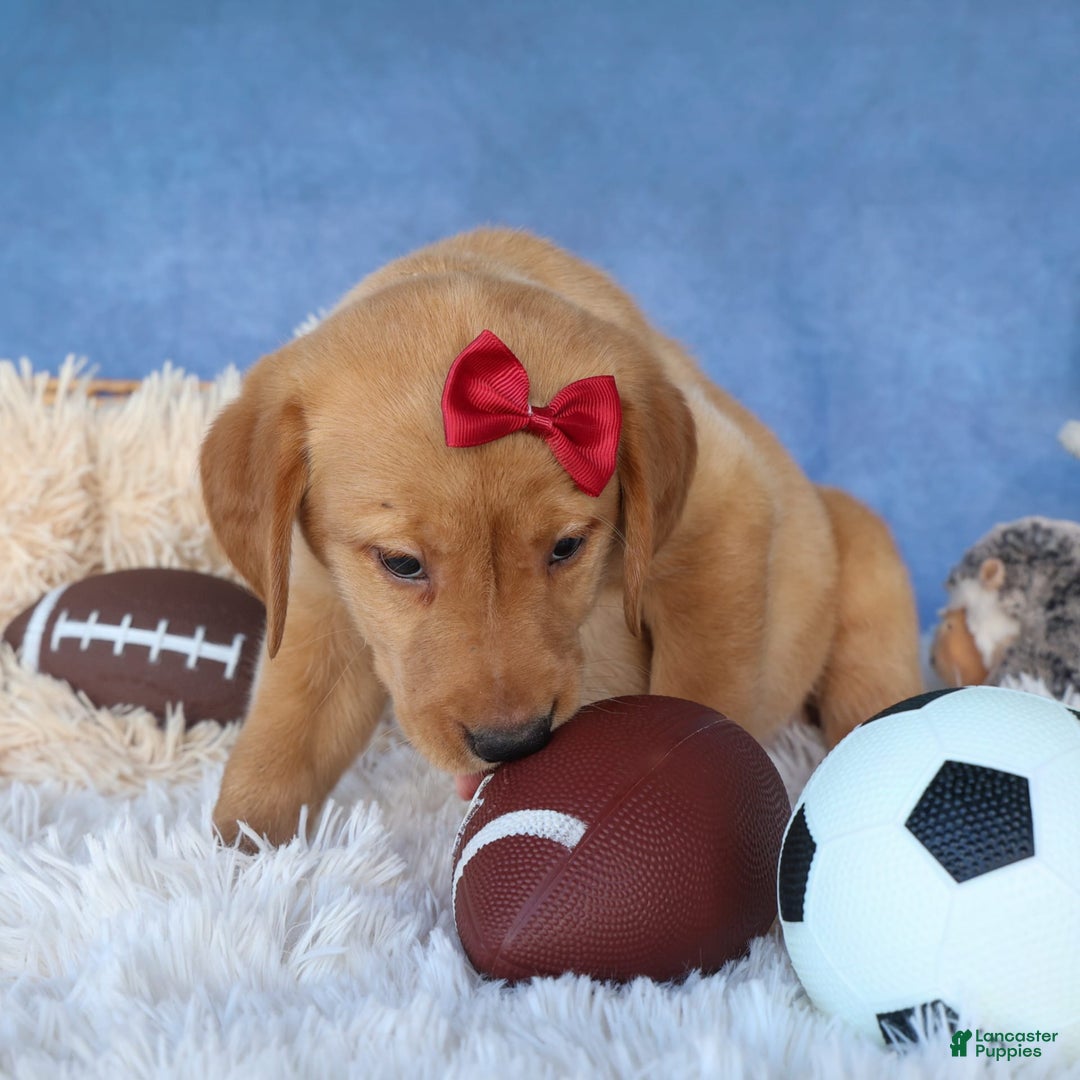 Labrador Retriever dogs for sale: Gus - Image 9