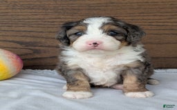 Mini Bernedoodle dogs for sale: Bluey - Image 6