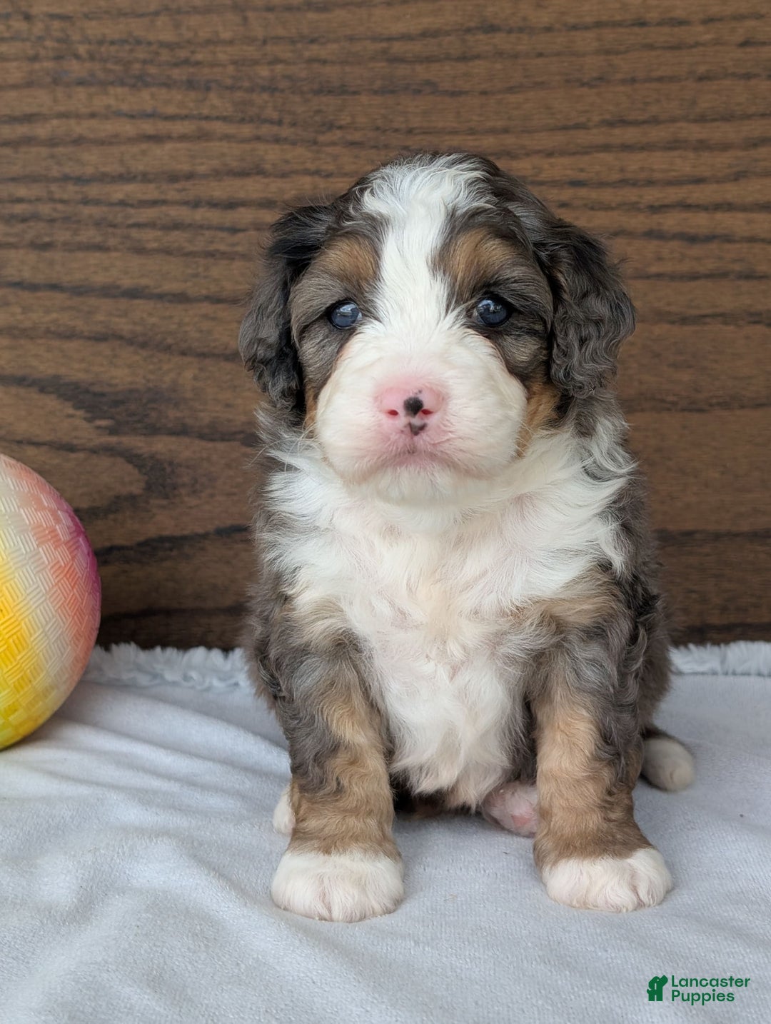 Mini Bernedoodle dogs for sale: Bluey - Image 6