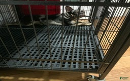 French Bulldog dogs for sale: Stirling - Image 2
