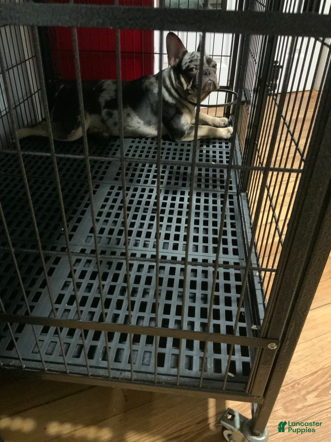 French Bulldog dogs for sale: Stirling - Image 2