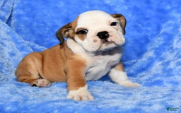 Beabull dogs for sale: Cody - Image 4