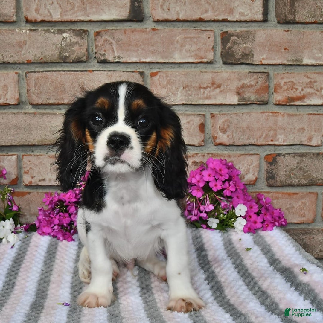 Cavalier King Charles Spaniel dogs for sale: Dasher - Image 15