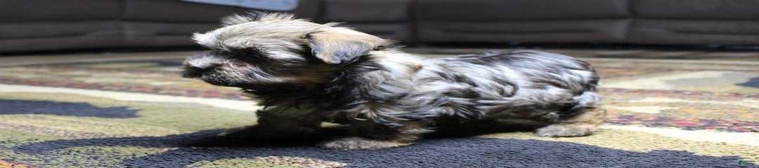 Domino