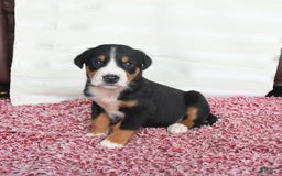 Greater Swiss Mountain Dog dogs for sale: Cash - Image 11