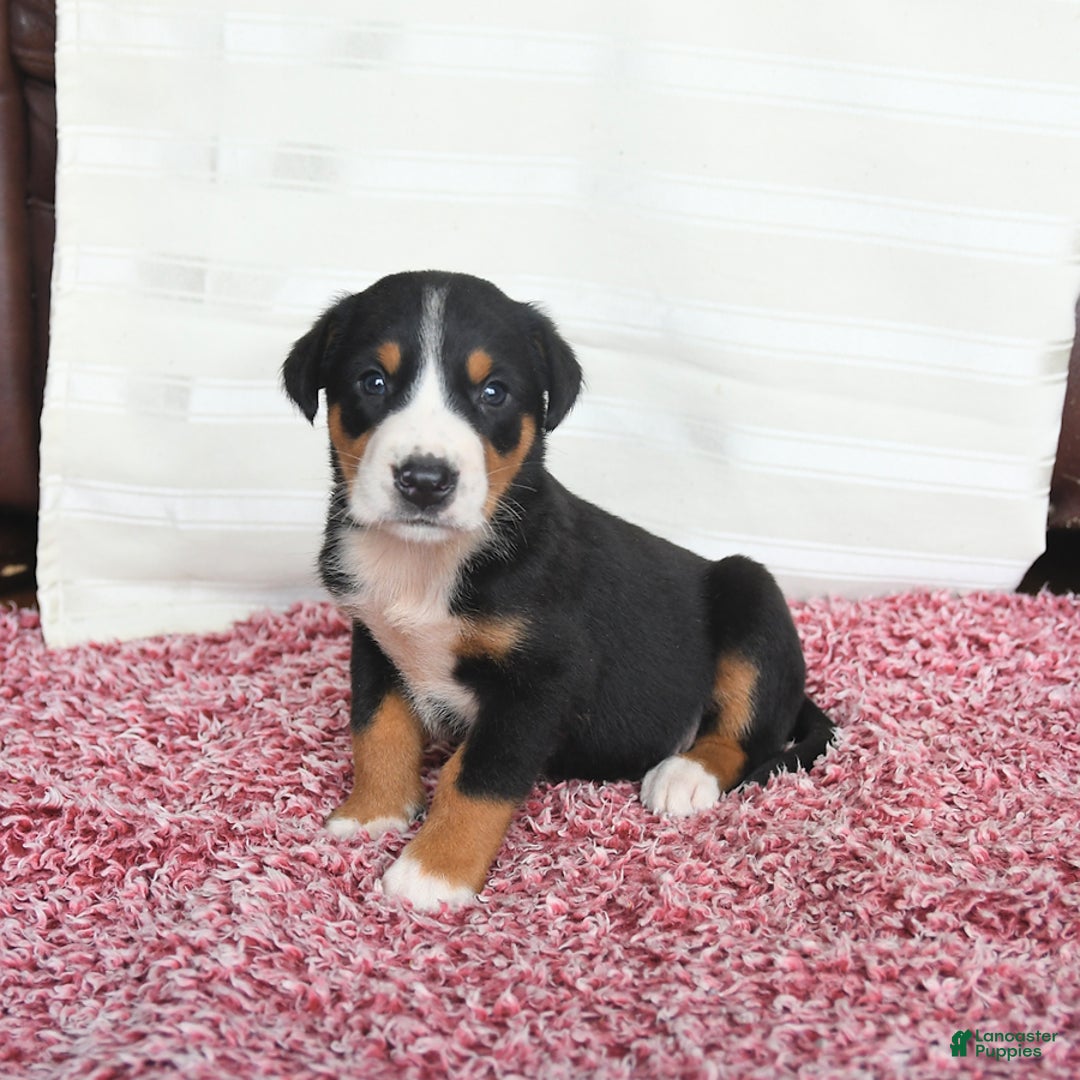 Greater Swiss Mountain Dog dogs for sale: Cash - Image 11