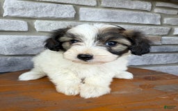 Teddy Bear dogs for sale: Evie - Image 2