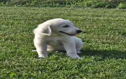 Great Pyrenees dogs for sale: Sam - Image 4