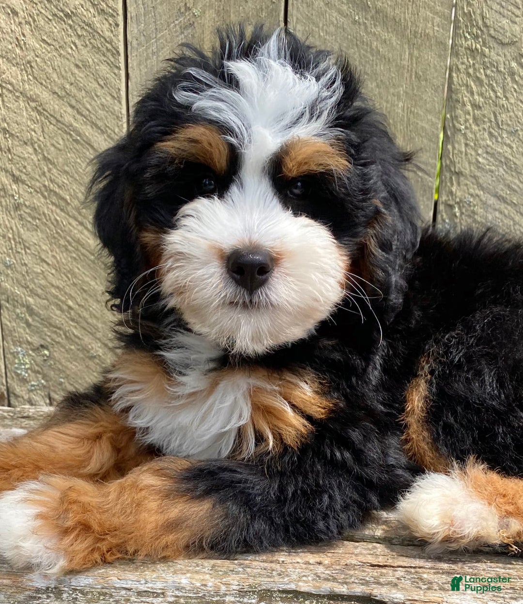 Mini Bernedoodle dogs for sale: 🧡 Boston Ma 🧡 Mini Bernedoodle - Image 6