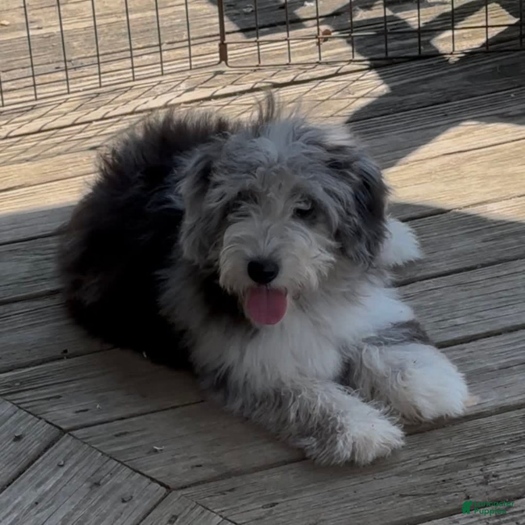 Mini Goldendoodle dogs for sale: Miley - Image 4