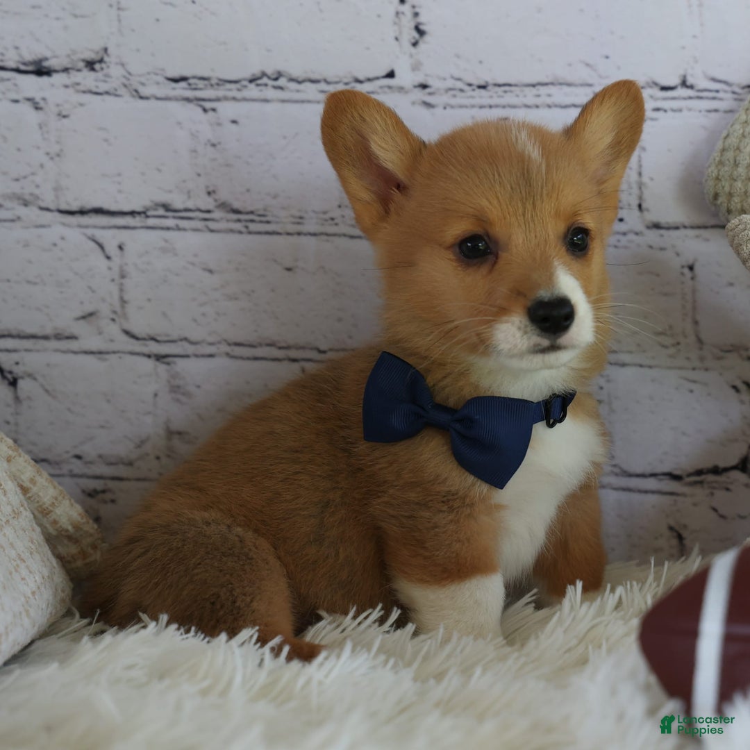 Welsh Corgi Pembroke dogs for sale: Gilbert - Image 9