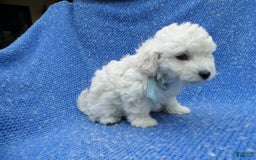 Toy Poodle dogs for sale: Boomer - Image 1