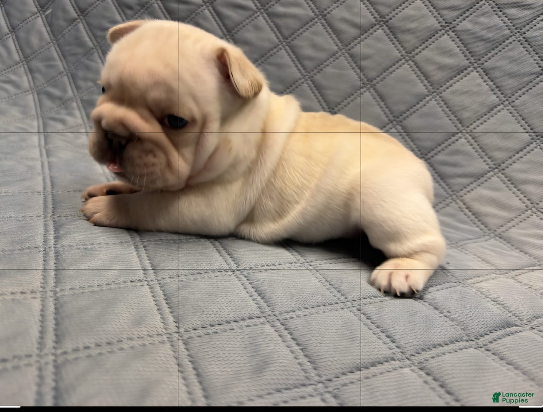 French Bulldog dogs for sale: French Bulldog 2 puppies - Image 3