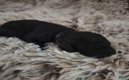 Labradoodle dogs for sale: Misty - Image 1