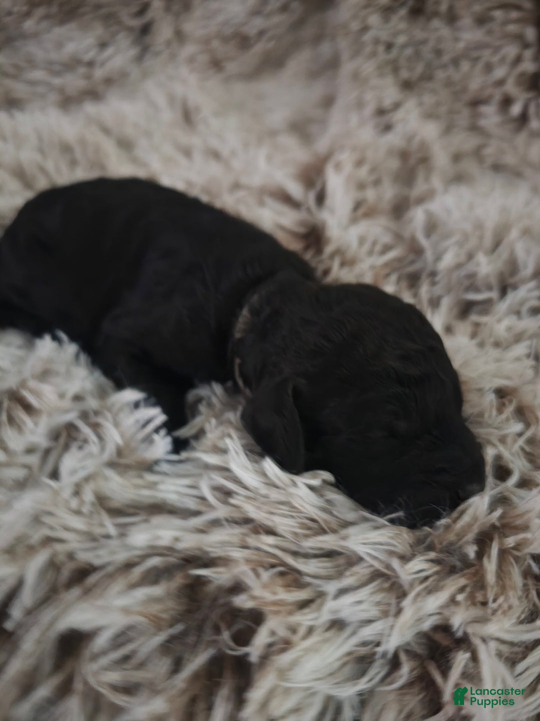 Labradoodle dogs for sale: Misty - Image 1