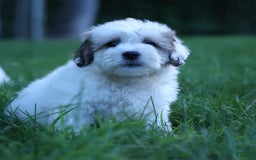 Shihpoo dogs for sale: Hank - Image 18