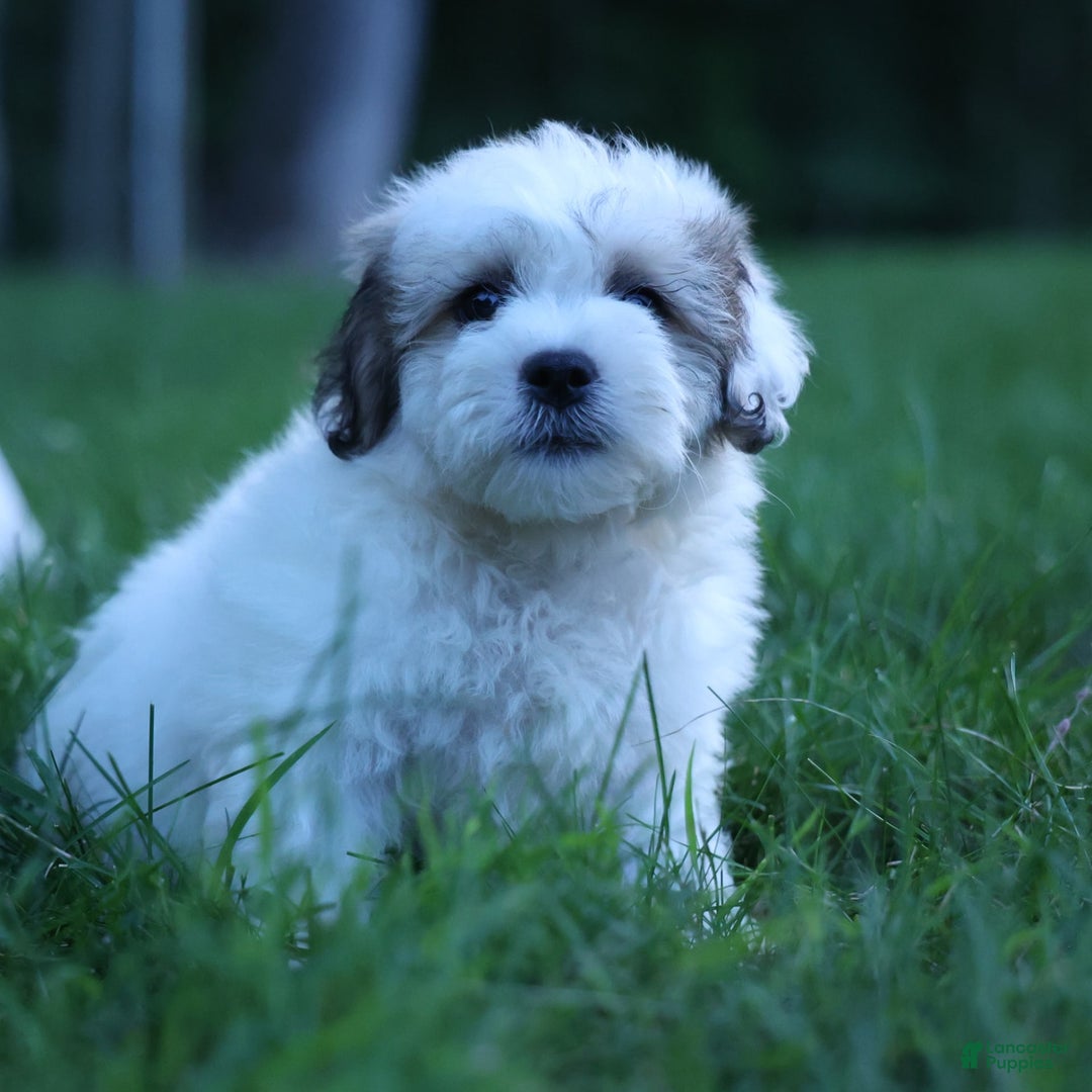 Shihpoo dogs for sale: Hank - Image 18