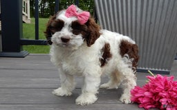 Cockapoo dogs for sale: Bella - Image 14