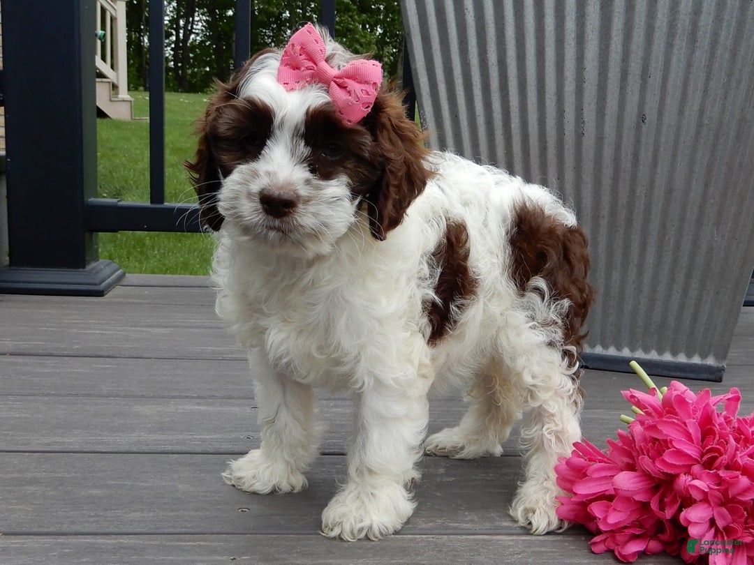 Cockapoo dogs for sale: Bella - Image 14