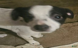 Chihuahua dogs for sale: X - Image 23
