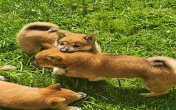 Shiba Inu dogs for sale: Shiba Puppy - Image 13