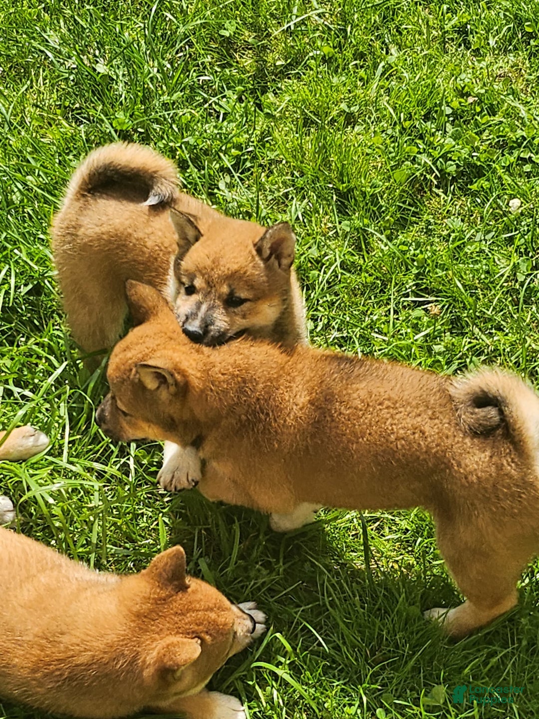 Shiba Inu dogs for sale: Shiba Puppy - Image 13