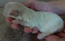 Maltese dogs for sale: Titan - Image 13