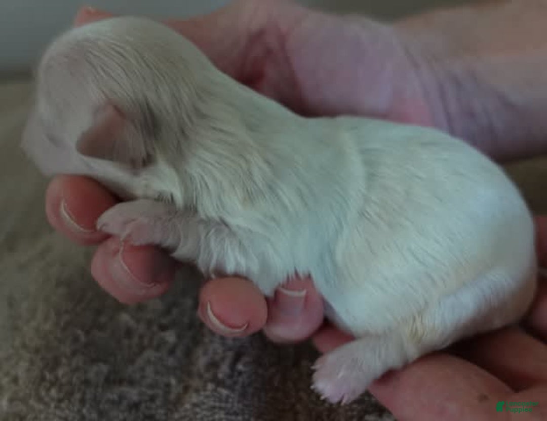 Maltese dogs for sale: Titan - Image 13