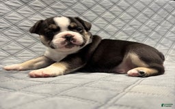 French Bulldog dogs for sale: Cadet - Image 2