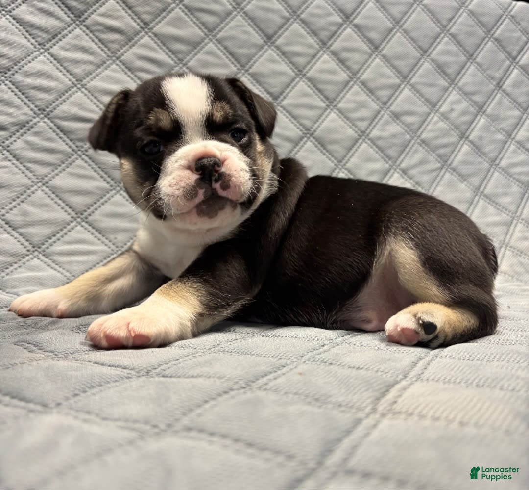 French Bulldog dogs for sale: Cadet - Image 2