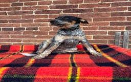 Australian Cattle Dog dogs for sale: Apple - Image 9