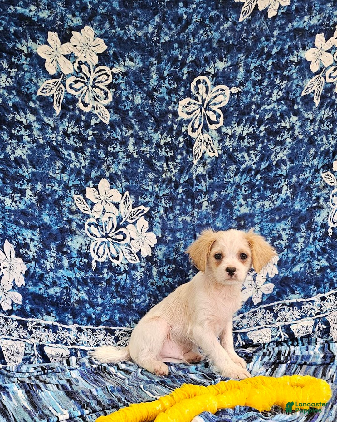 Forever dogs for sale: Quick Deer - Image 8
