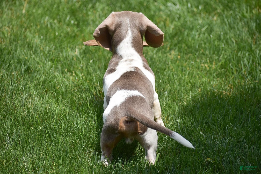 Dachshund dogs for sale: Jake - Image 7
