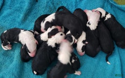 Old English Sheepdog dogs for sale: BODHISATTVA - Image 6