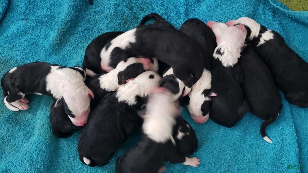 Old English Sheepdog dogs for sale: BODHISATTVA - Image 6
