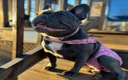 French Bulldog dogs for sale: Rosie - Image 9